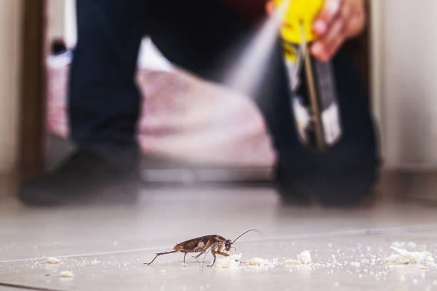 Best Exterminator Services  in Forestville, MD