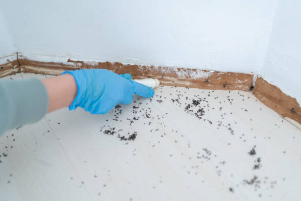 Best Commercial Pest Control Services  in Forestville, MD